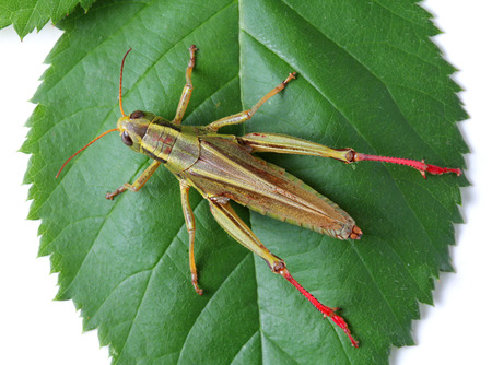 top view of grasshopper isolated on white backgroundの写真素材