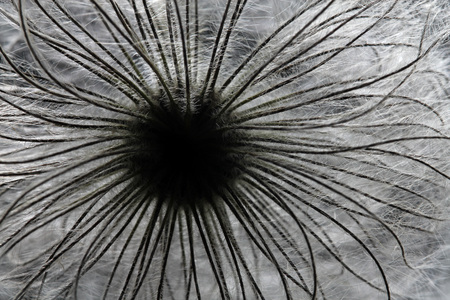 close up of clematis seed headの写真素材
