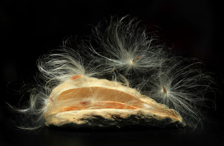 Milkweed seed pod releasing on black backgroundの写真素材