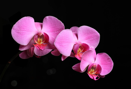 Beautiful pink orchid on black backgroundの写真素材