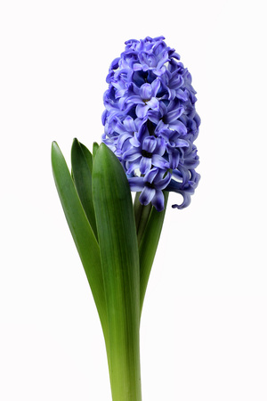 Blue hyacinth isolated on white backgroundの写真素材