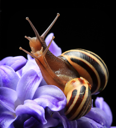 two cute snails on blue hyacinth isolated on black backgroundの写真素材
