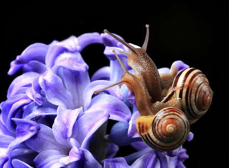 two cute snails on blue hyacinth isolated on black background