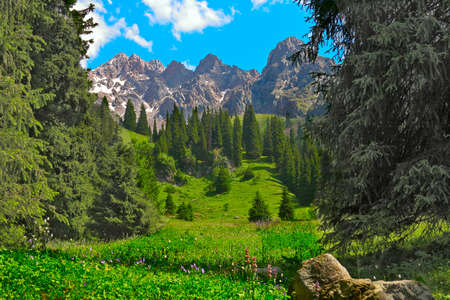 landscape meadow in mountain
