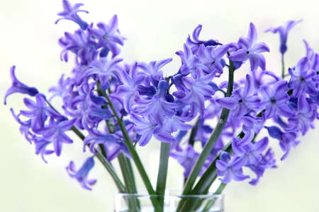 flower  hyacinth  