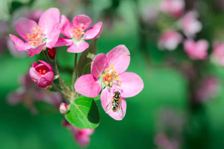 flower apple blossomsの写真素材