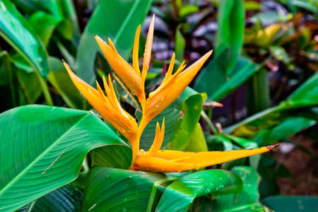 flower Bird of Paradise の写真素材