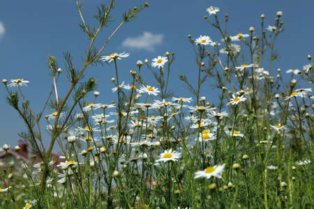 flowers  chamomile at summerの写真素材