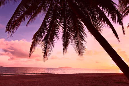 red sunset and palmの写真素材