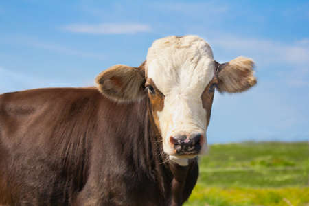 cow headの写真素材