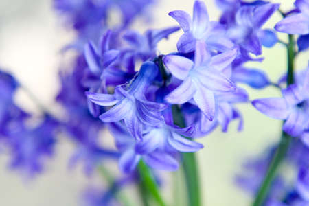 flower  hyacinthの写真素材