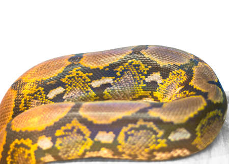 snake  skin