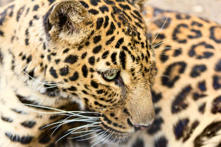 leopard headの写真素材