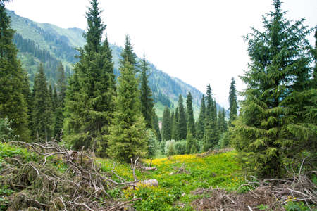 landscape  summer in mountains の写真素材