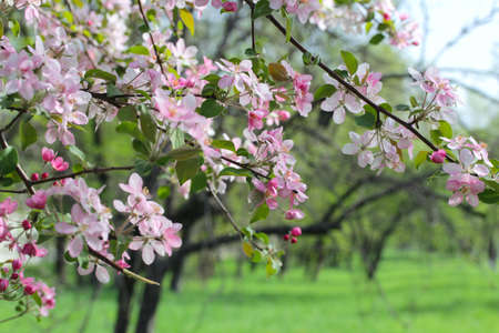 Flowering spring branch of applesの写真素材