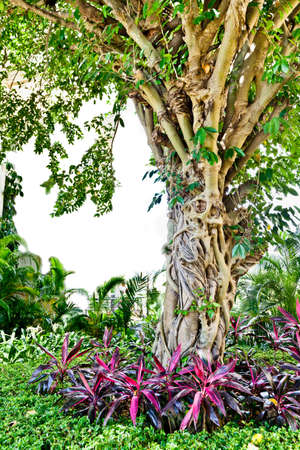 tree tropical plants banyan の写真素材