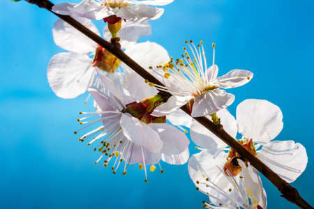 Flowering branch of cherry  