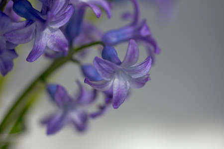 flower  hyacinthの写真素材