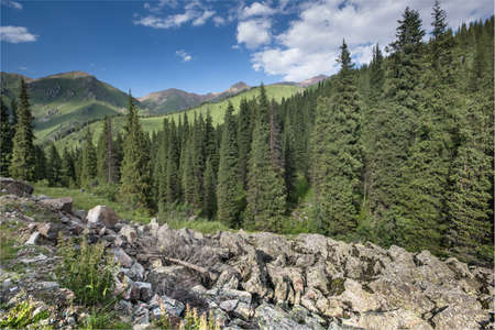 landscape tree aspen groves in rocky mountains の写真素材