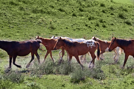 horse  steppe species Adayev  Jabeの写真素材