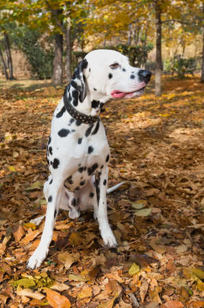 animal dog dalmatian petの写真素材