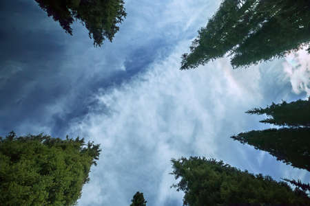 spruse perspective blue sky の写真素材