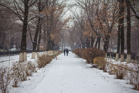 allee landscape park at winter の写真素材