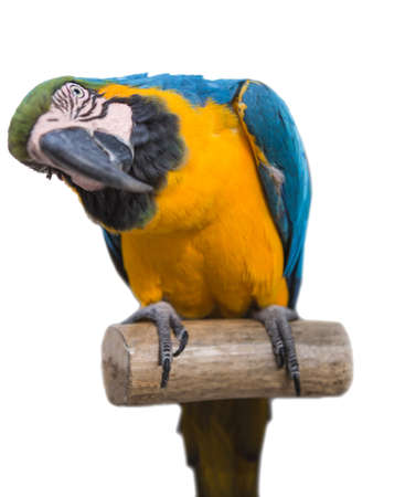 parrot  bird  animal の写真素材