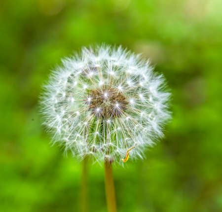 dandelion  flower