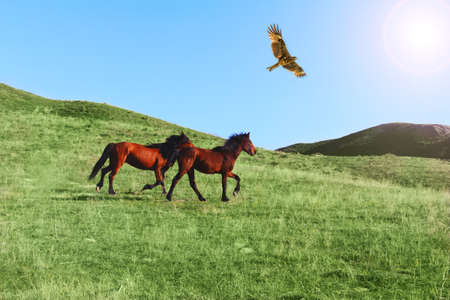 wild horses bird eagleの写真素材