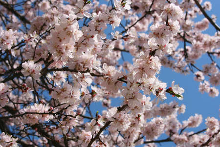 cherry blossom spring