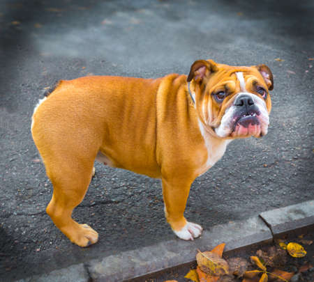 bulldog dog petsの写真素材