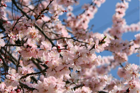 cherry blossom  flowers springの写真素材