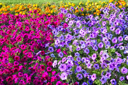 flowers field meadowの写真素材