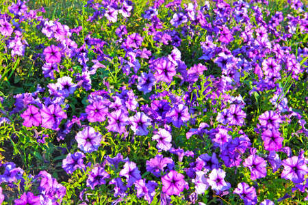 violets  flowers fieldの写真素材