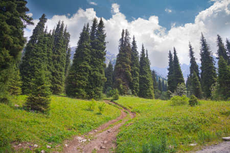 summer spruce mountain meadow cloudscapeの写真素材
