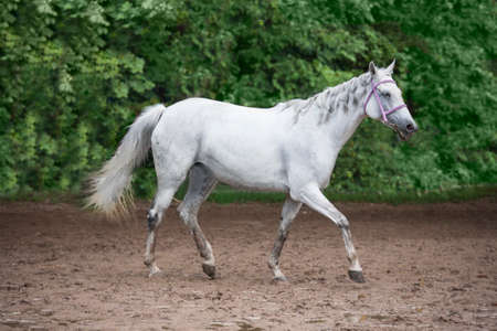 white horse nature animalの写真素材