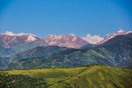 summer spruce mountainの写真素材