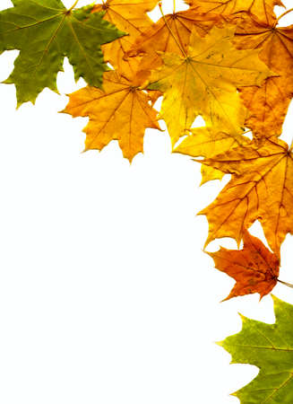 Autumn leafs backgroundの写真素材