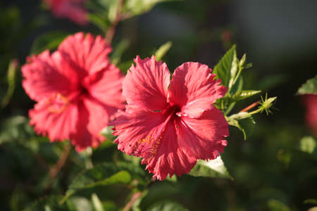 Flower red hibiscus macroの写真素材