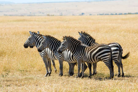 Plains zebra´s (Equus quagga) in Masai Mara, Kenya
