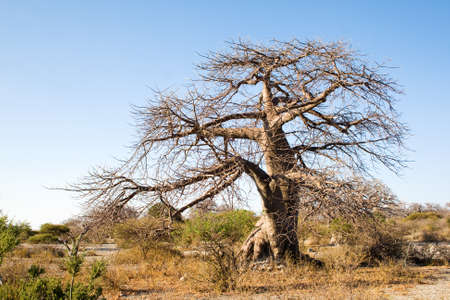 Baobab Tree on Kubu Island, Botswanaの写真素材