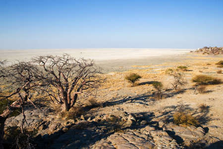 View from Kubu Island in Makgadikgadi Area over Sowa Pan の写真素材