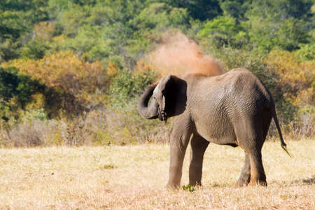 Elephant is Sand Bathing in Hwenge Nationalpark の写真素材