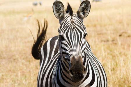 Plains zebra  Equus quagga  in Masai Mara National Reserve, Kenyaの写真素材