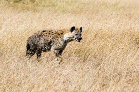 Spotted Hyena in savannah of Masai Mara National Reserve, Kenyaの写真素材