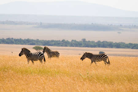 Plains zebras  Equus quagga  in Savannah of Masai Mara National Reserve, Kenyaの写真素材