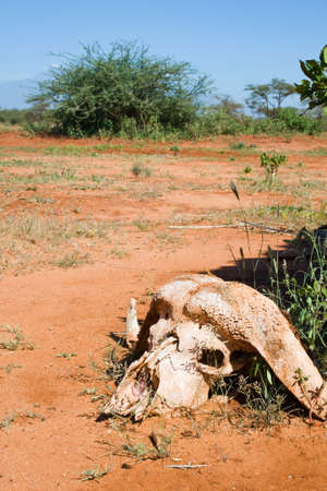 Skull of a buffalo in Tsavo National Parkの写真素材