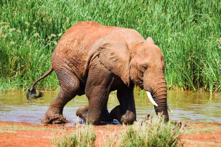 Elephant gets out of water and kneels down の写真素材