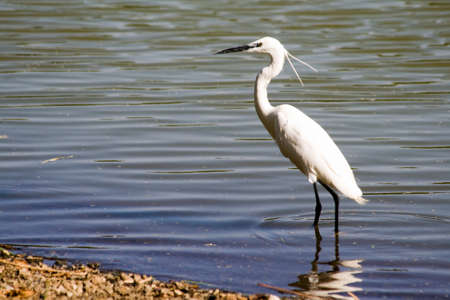 Great Egret standing in the lake